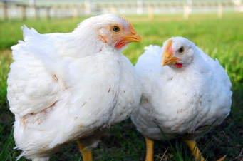 Website Images Commercial Poultry