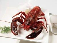 Website Images Marron