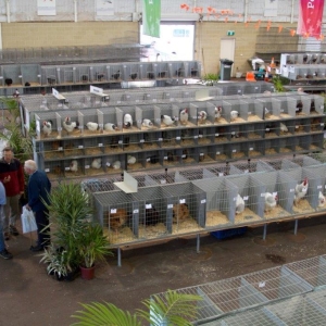 Website Images Poultry Fanciers (Shavings)