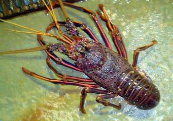 Website Images Rock Lobster