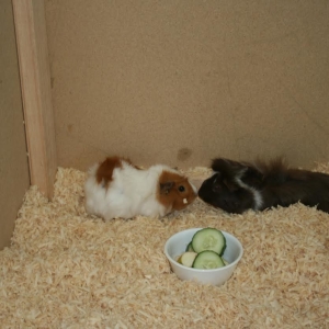 c5b03dc9-75fa-454c-ba04-2c7fa20a5859